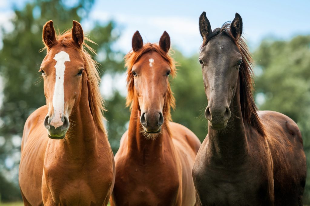 What is African Horse Sickness?