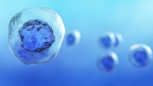 What Is Stem Cell Therapy?
